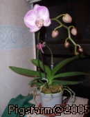 orchid1.JPG